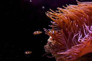 photo d'une anemone et de poisson clown